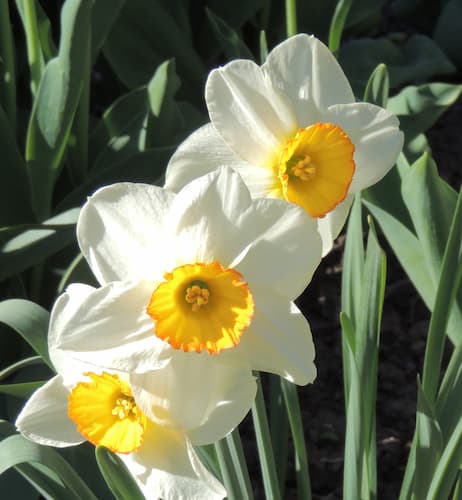 Daffodil Flowers Double 03