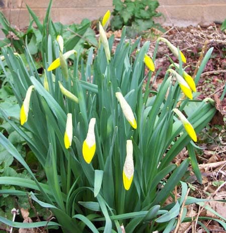 Daffodil Flowers Bulbs