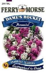 Dame's Rocket Flowers