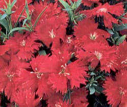 Dianthus Flower Seeds