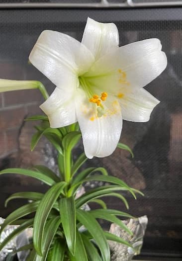 How to care for Easter lilies – tips for growing lilium longiflorium