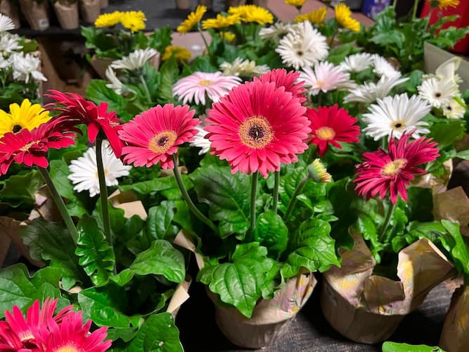 Gerber Daisy Flowers