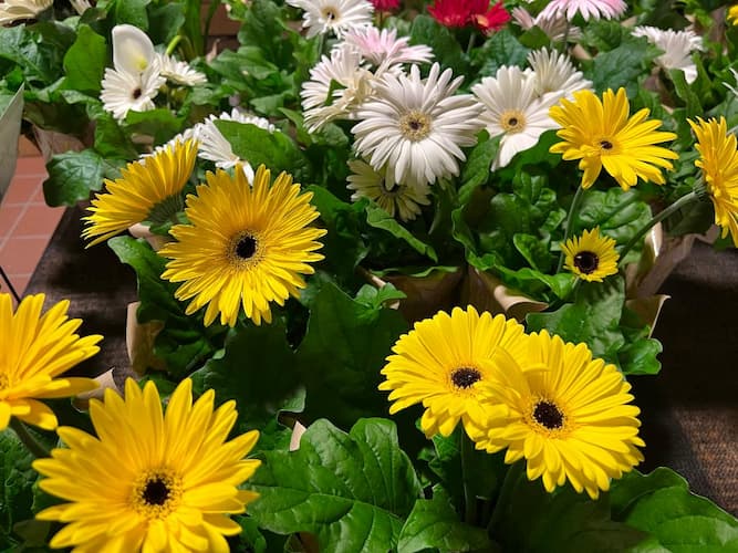 Growing Gerber Daisy Flowers