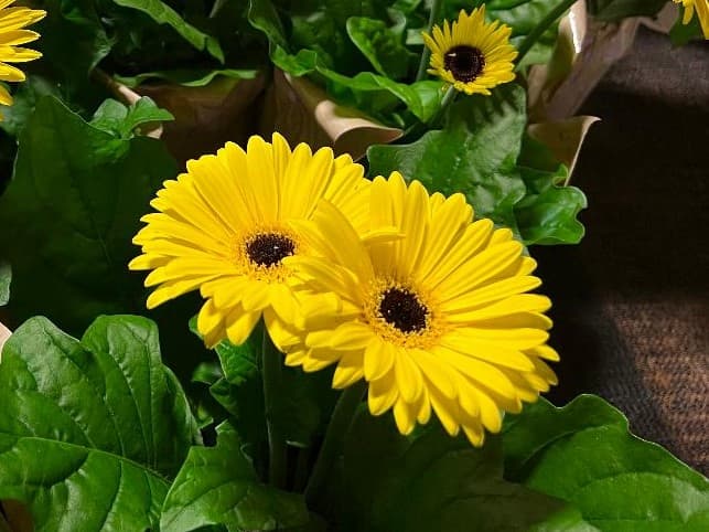 Gerber Daisy Flowers Yellow
