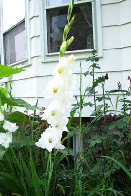 Gladiolus Flower Plant
