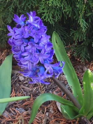 Hyacinth Flower Bulb Purple