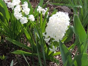 Hyacinth Flower Bulbs White