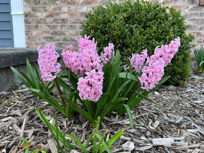 Hyacinth Flower Picture Pink