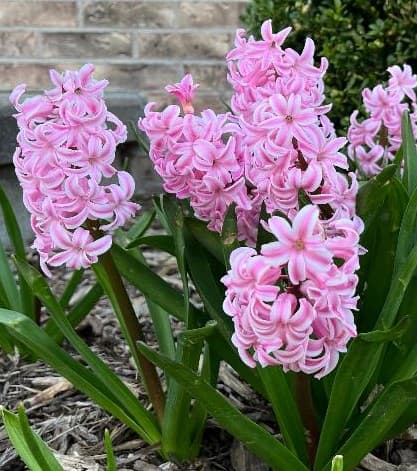 Hyacinth Flowers Pink
