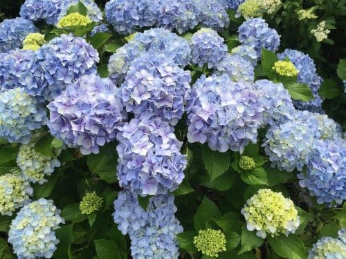 Hydrangea Flower Blue