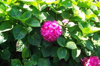 Hydrangea Flower Rose