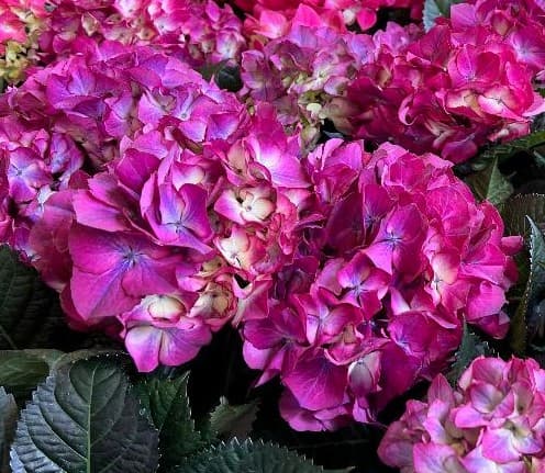 Hydrangea Flowers 04-2022-02