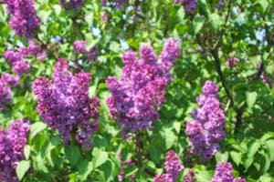 Lilac Flowers 24