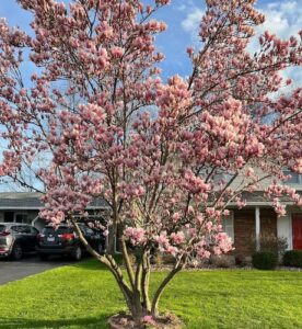 Magnolia Tree Care. How to Grow Magnolias. By The Gardener's Network.