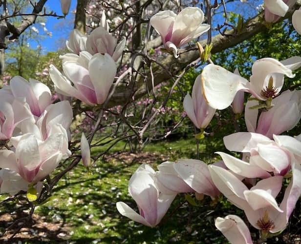 Magnolia Flowers White