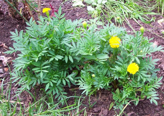 Marigold Flowers Petite Yellow