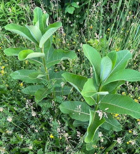 Milkweed Plants