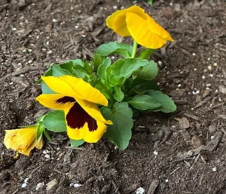 Yellow Pansy Flower 2022-01