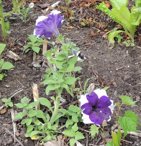 Petunia Flower Purple