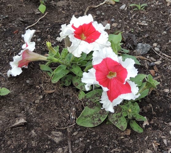 Petunia Flower Red White