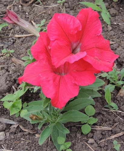 Petunia Flower Red