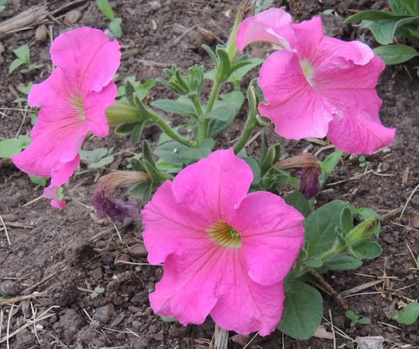 Petunia Flowers Pink