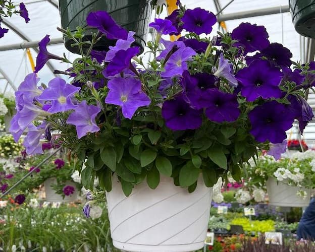 Petunia Hanging Basket, How to Grow