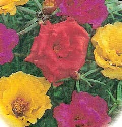 Moss Rose Flowers Portulaca