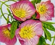 Primrose Flower Plant