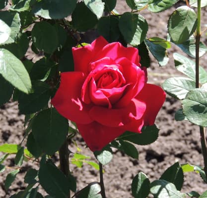 Red Rose 2017
