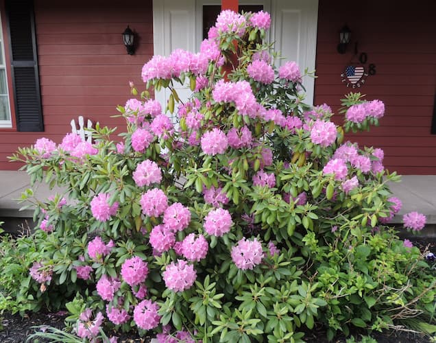 Rhododendron Bush 1