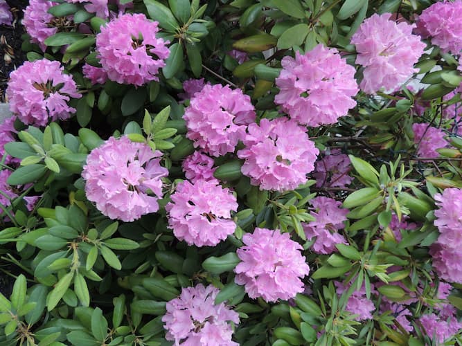 Rhododendron Flowers 2022
