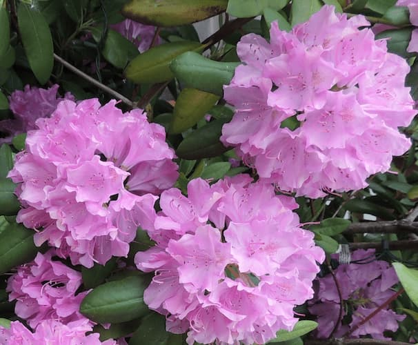 Rhododendron Flowers Pink