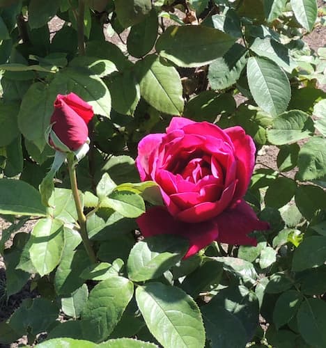 Rose Flower 02