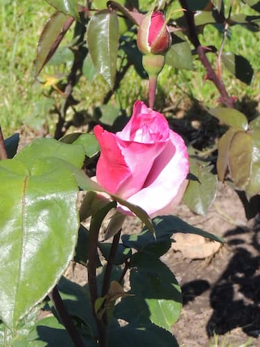 Rose Flower 04