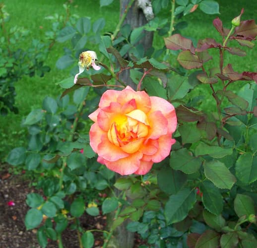 Rose Flower 05