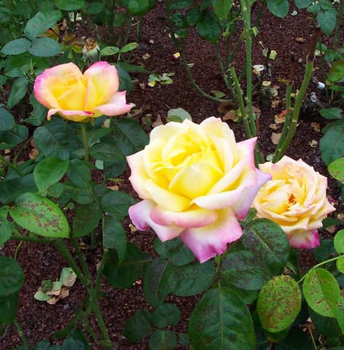 Rose Flower 06