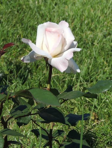 Rose Flower White 02