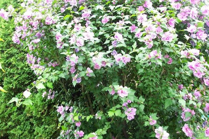 Rose of Sharon