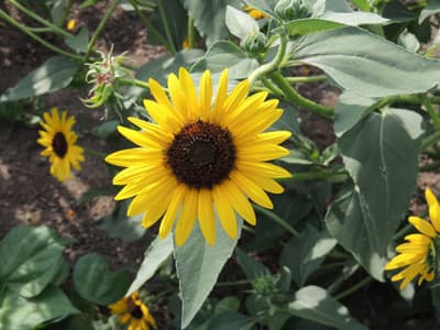 Sunflower 2016