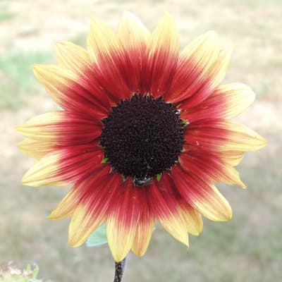 Sunflower Pacquito Colorado
