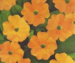 How to Grow Thunbergia Flowers. Black-Eyed Susan Vine