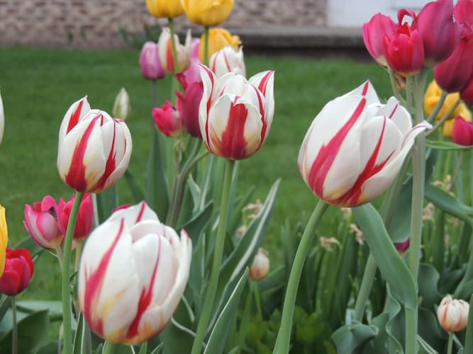 Tulip Flowers Red White