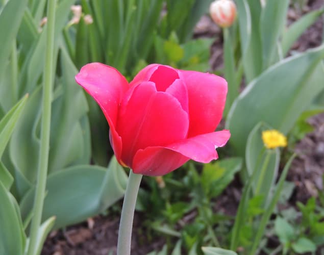 Tulip Red Single
