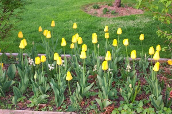 Tulip Flowers Yellow10