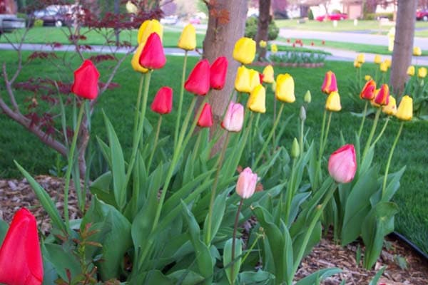 Tulip Flowers 14