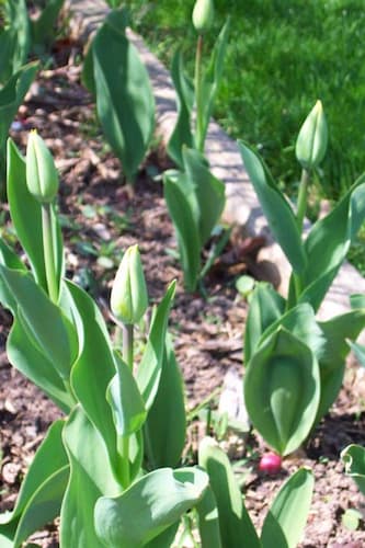 Tulips Buds