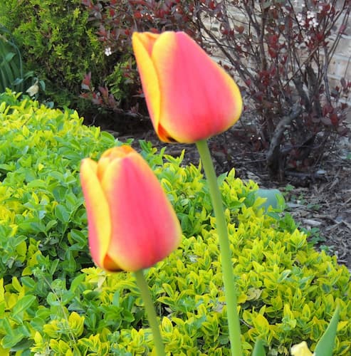 Tulips Red Orange