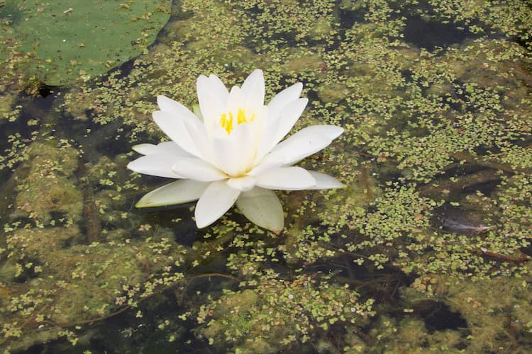 Water Garden Lily, Pond Garden