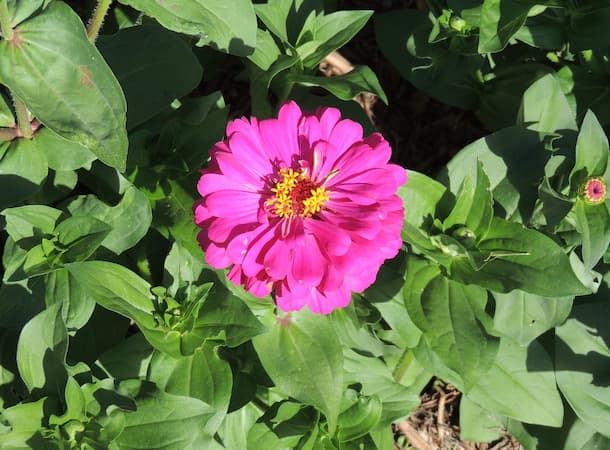 Zinnia Flower Pink